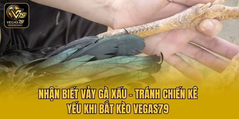 Nhận Biết Vảy Gà Xấu – Tránh Chiến Kê Yếu Khi Bắt Kèo Vegas79